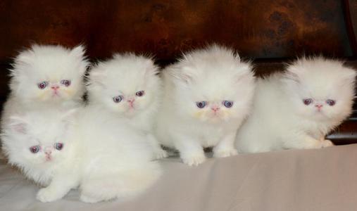 all white persian kitten